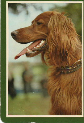 IRLANNINSETTER POSTIKORTTI