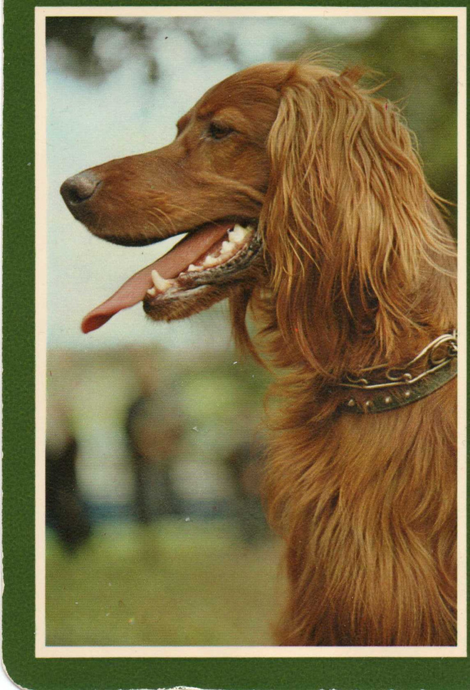 IRLANNINSETTER POSTIKORTTI