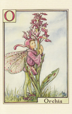 Cicely Mary Barker: Kämmekän keiju, kirjain O