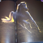Joco Znidarsic : The Lipizzan Horses ( 1 p. 2004 ) SIS.PK! - pikkukuva 5