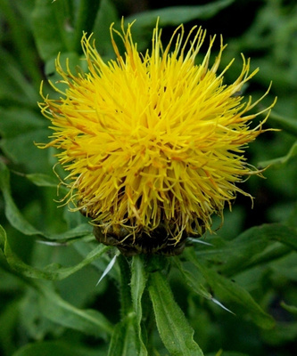 Keltakaunokki (Centaurea macrocephala), siemeniä 50 kpl