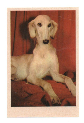Ipnos ROTUKOIRASARJA n:o 75 Saluki