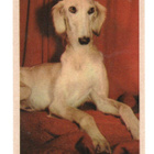 Ipnos ROTUKOIRASARJA n:o 75 Saluki - pikkukuva 1