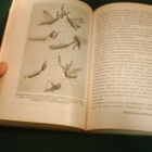 J.H. Fabre: MUISTELMIA HYÖNTEISMAAILMASTA (1965) Sis.pk:t - pikkukuva 4