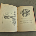 Anatomie (kuv. 1896) - pikkukuva 5