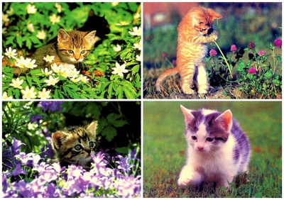 4 kissa korttia, kulkeneita