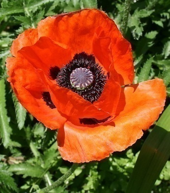 Idänunikko (Papaver orientale), siemeniä 100 kpl