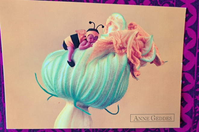 Anne Geddes, mehiläisvauva kukassa, kulkenut käsipostissa