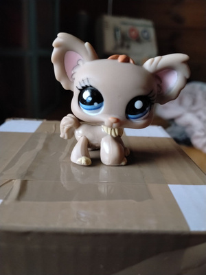 Chihuahua lps