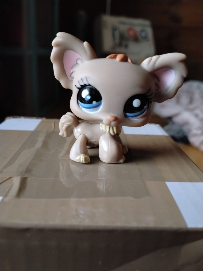 Chihuahua lps