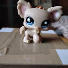 Chihuahua lps - pikkukuva 1