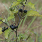 Mustakoiso (Solanum nigrum), siemeniä 50 kpl - pikkukuva 2