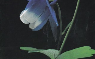 Perennials