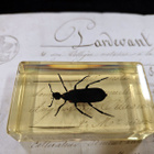 Natura Obscura – Entomologinen näyte no. 324 - pikkukuva 3
