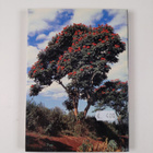 John Karmali : The beautiful plants of Kenya - pikkukuva 2