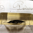 Natura Obscura – Entomologinen näyte no. 302 - pikkukuva 2