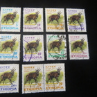 Etiopia 2002: antilooppi - pikkukuva 1