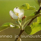 kortti Kukka puutarhasta tai pihalta - erilaisia - pikkukuva 2