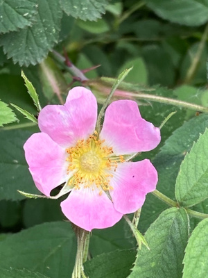 Luumuruusu (Rosa villosa), siemeniä 30 kpl