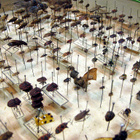 100 vuotta vanha hemiptera – hyönteiskokoelma - pikkukuva 2