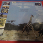 STEWART COPELAND - THE RHYTHMATIST M-/M- LP - pikkukuva 2