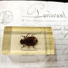 Natura Obscura – Entomologinen näyte no. 331 - pikkukuva 1