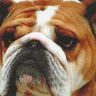 BULLDOG POSTIKORTTI - pikkukuva 1