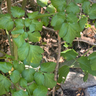 Aleksanterinsiipiputki (Smyrnium olusatrum), siemeniä 40 kpl - pikkukuva 2