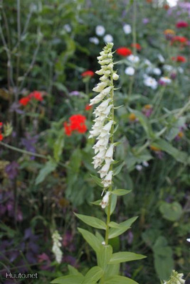 Pikkusormustinkukka (Digitalis lutea), siemeniä 100 kpl