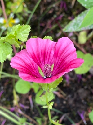 Maloppi (Malope trifida), siemeniä 30 kpl