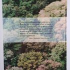 Juan Bautista Salas Estrada : Arboles de Nicaragua - pikkukuva 2