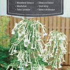 Narsissitupakka 'Woodland Tobacco' - siemenet # - pikkukuva 1