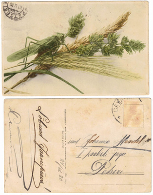 Vanha kortti, heinäsirkka ja tähkät, vuodelta 1920