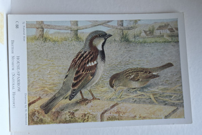 linnut, eläink, Englantilainen Post card, uusi kortti