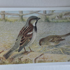 linnut, eläink, Englantilainen Post card, uusi kortti - pikkukuva 1