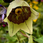 Lamopeikonkello (Codonopsis clematidea), siemeniä 50 kpl - pikkukuva 2