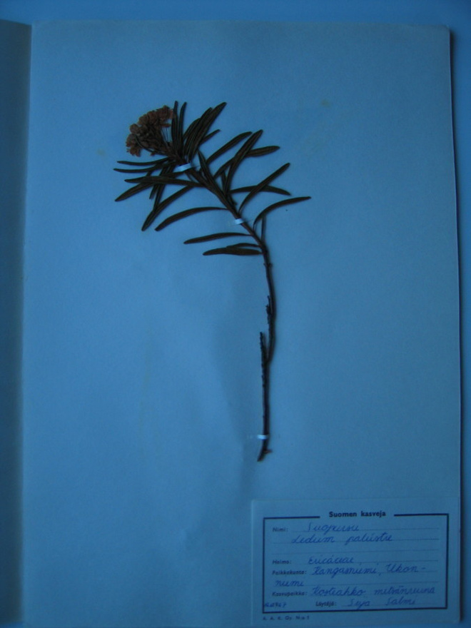 Suopursu Ledum palustre kuivattu