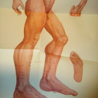 CHARTS OF ACUPUNCTURE - POINTS AND MERIDIANS ( SIS.PK ) - pikkukuva 5