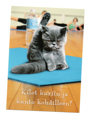 KISSA  °°Kilot kuriin ja kunto kohdilleen!°° -KORTTI /KARTO