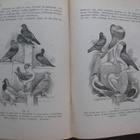 Wiren, A. : Zoologiens Grunddrag 1899 - pikkukuva 4