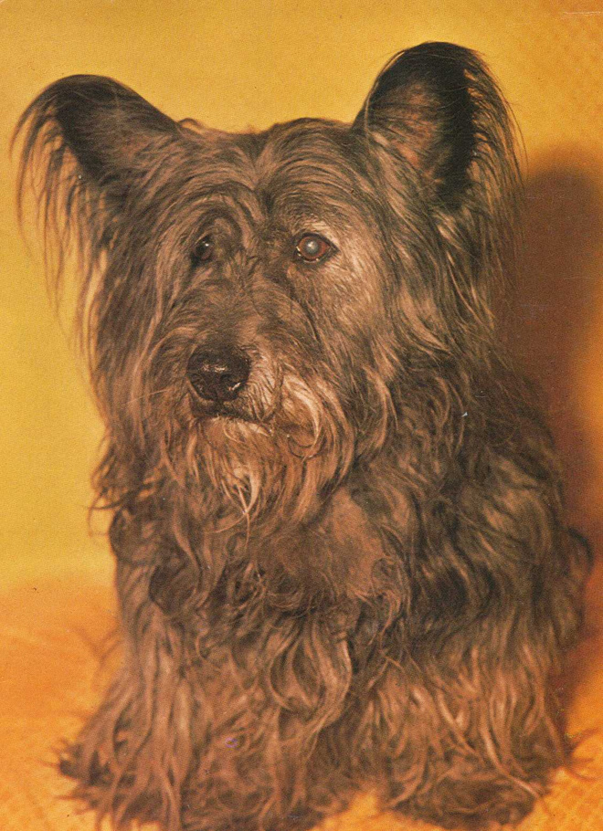 SKYE TERRIERI  POSTIKORTTI