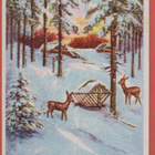 Kauriit metsässä - pikkukuva 1