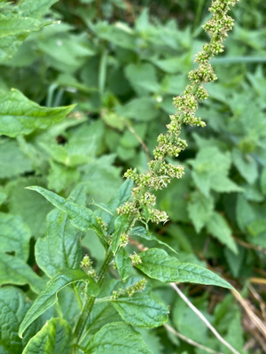 Hyvänheikinsavikka (Blitum bonus-henricus), siemeniä 50 kpl