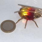 Swarovski 240363 Paradise Bugs Beetle Amazar fire opal mediu - pikkukuva 3