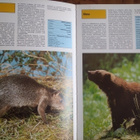 Suuri eläinsafari kirja, Aasi-Bair - pikkukuva 4