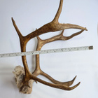 Sarvet/trofee - pikkukuva 2