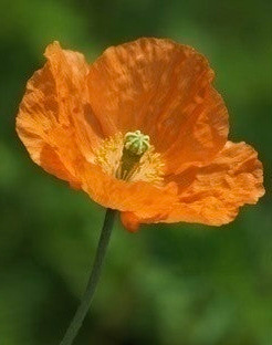 Espanjanunikko (Papaver rupifragum), siemeniä 100 kpl