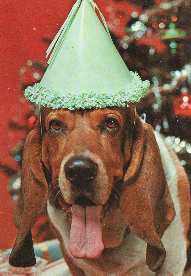 BASSET POSTIKORTTI