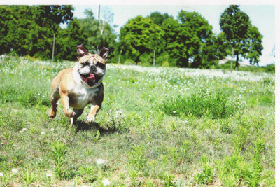 BULLDOG  POSTIKORTTI