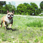 BULLDOG POSTIKORTTI - pikkukuva 1